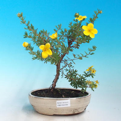 Outdoor Bonsai-Mochna Shrubs - Dasiphora fruticosa Yellow - 1