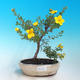 Outdoor Bonsai-Mochna Shrubs - Dasiphora fruticosa Yellow - 1/2