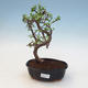 Indoor bonsai - Portulakaria Afra - Tlustice - 1/2