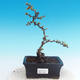 Outdoor bonsai - Chaneomeles japonica - Japanese Quince - 1/4