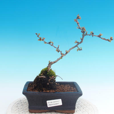 Outdoor bonsai - Chaneomeles japonica - Japanese Quince - 1