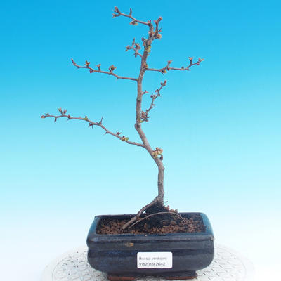 Outdoor bonsai - Chaneomeles japonica - Japanese Quince - 1