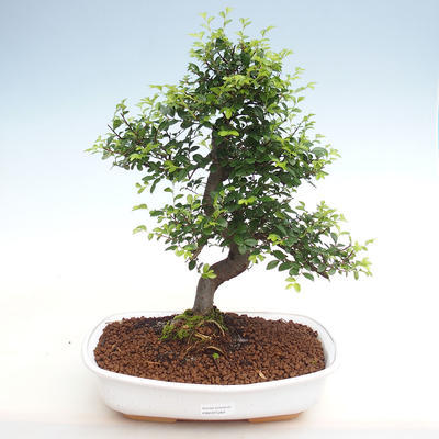 Indoor bonsai - Ulmus parvifolia - Small-leaved elm PB2201264 - 1