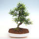 Indoor bonsai - Ulmus parvifolia - Small-leaved elm PB2201264 - 1/3