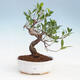 Indoor bonsai - Ficus kimmen - small-leaved ficus - 1/2