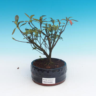 Outdoor bonsai - Rhododendron sp. - Azalea pink - 1