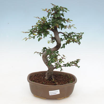 Indoor bonsai - Ulmus parvifolia - Small-leaved elm - 1