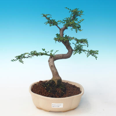 Indoor bonsai - Zantoxylum piperitum - Pepper tree PB2191266 - 1