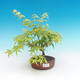 Outdoor bonsai-Acer palmatum Sango Koku- Japanese maple - 1/2