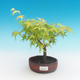 Outdoor bonsai-Acer palmatum Sango Koku- Japanese maple - 1/2