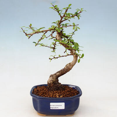 Room bonsai - Carmona macrophylla - Fuki tea - 1