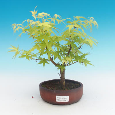 Outdoor bonsai-Acer palmatum Sango Koku- Japanese maple - 1