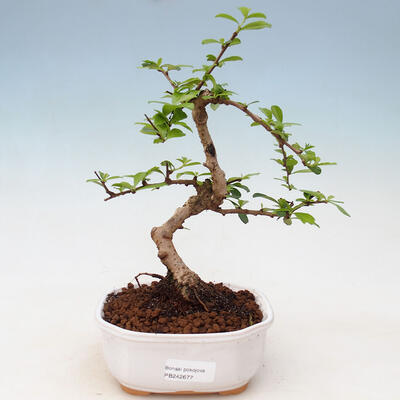Room bonsai - Carmona macrophylla - Fuki tea - 1
