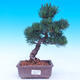 Outdoor bonsai - Small tree bark - Pinus parviflora glauca - 1/7