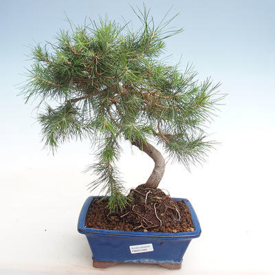 Indoor bonsai-Pinus halepensis-Aleppo pine PB2201269