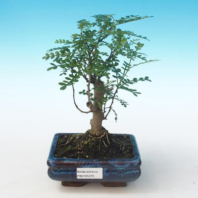 Indoor bonsai - Zantoxylum piperitum - Pepper tree PB2191270 - 1
