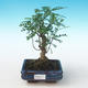 Indoor bonsai - Zantoxylum piperitum - Pepper tree PB2191270 - 1/4