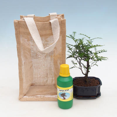 Room bonsai in a gift bag - JUTA, Zantoxylum piperitum - Peppercorn