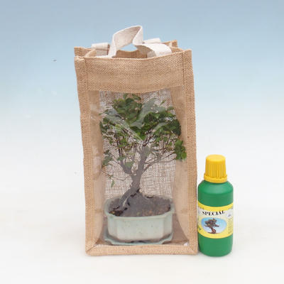 Room bonsai in a gift bag - JUTA - 1