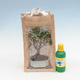 Room bonsai in a gift bag - JUTA - 1/2