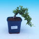 Room bonsai - Duranta erecta Aurea - 1/3