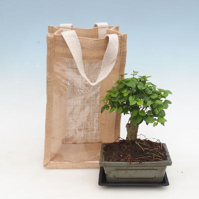 Room bonsai in a gift bag - JUTA, Bird's oats - Ligustrum chinensis