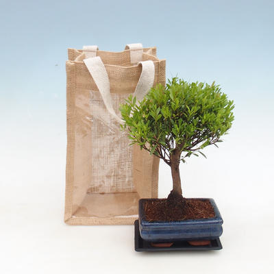Room bonsai in a gift bag - JUTA, Syzigium-Pimentovník