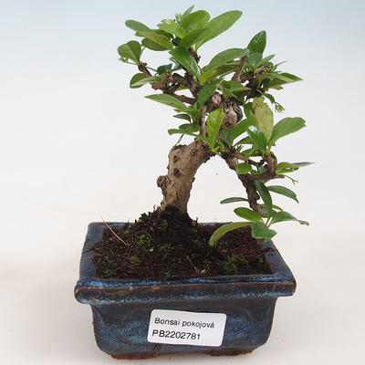 Indoor bonsai - Carmona macrophylla - Tea fuki 412-PB2191338 - 1