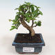 Indoor bonsai - Carmona macrophylla - Tea fuki 412-PB2191338 - 1/5