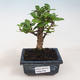 Indoor bonsai - Carmona macrophylla - Tea fuki 412-PB2191338 - 1/5