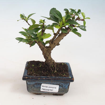 Indoor bonsai - Carmona macrophylla - Tea fuki 412-PB2191338 - 1