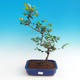 Room bonsai - Grewia occidentalis - Starfish Lavender - 1/4