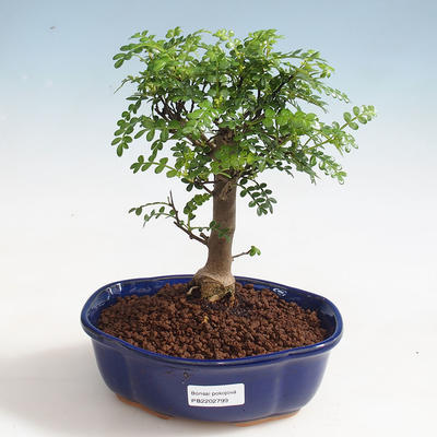 Indoor bonsai - Zantoxylum piperitum - Pepper tree PB220372 - 1