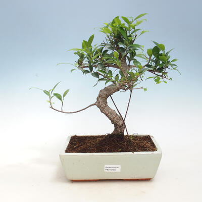 Indoor bonsai - Ficus kimmen - small-leaved ficus