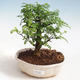 Indoor bonsai - Zantoxylum piperitum - Pepper tree PB220372 - 1/4