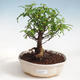 Indoor bonsai - Zantoxylum piperitum - Pepper tree PB220372 - 1/4
