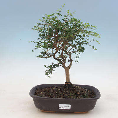 Indoor bonsai -Ligustrum retusa - Bird's beak - 1