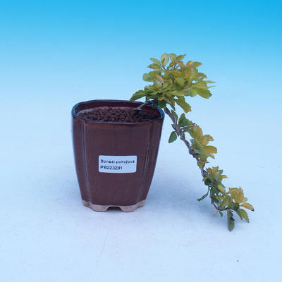 Room bonsai - Duranta erecta Aurea - 1