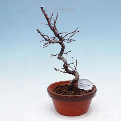 Outdoor bonsai - Chaneomeles chinensis - Chinese Quince - 1
