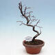 Outdoor bonsai - Chaneomeles chinensis - Chinese Quince - 1/4