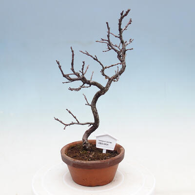 Outdoor bonsai - Chaneomeles chinensis - Chinese Quince - 1