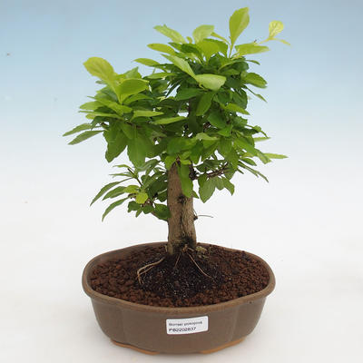 Indoor bonsai - Duranta erecta Aurea - 1