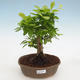 Indoor bonsai - Duranta erecta Aurea - 1/3