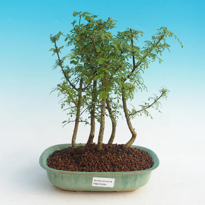 Room bonsai - uhdeii Fraxinus - Ash room - woodland - 1