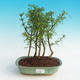 Room bonsai - uhdeii Fraxinus - Ash room - woodland - 1/2