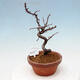 Outdoor bonsai - Chaneomeles chinensis - Chinese Quince - 1/4
