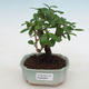 Indoor bonsai - Carmona macrophylla - Fuki tea - 1/5