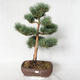 Outdoor bonsai - Pinus sylvestris Watereri - Scots pine VB2019-26848 - 1/4