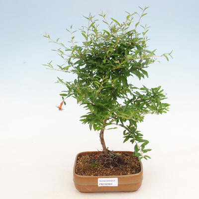 Room bonsai-PUNICA granatum nana-pomegranate - 1