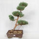Outdoor bonsai - Pinus sylvestris Watereri - Scots pine VB2019-26852 - 1/4